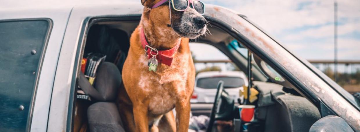 Preparing your Car to be Pet-Friendly