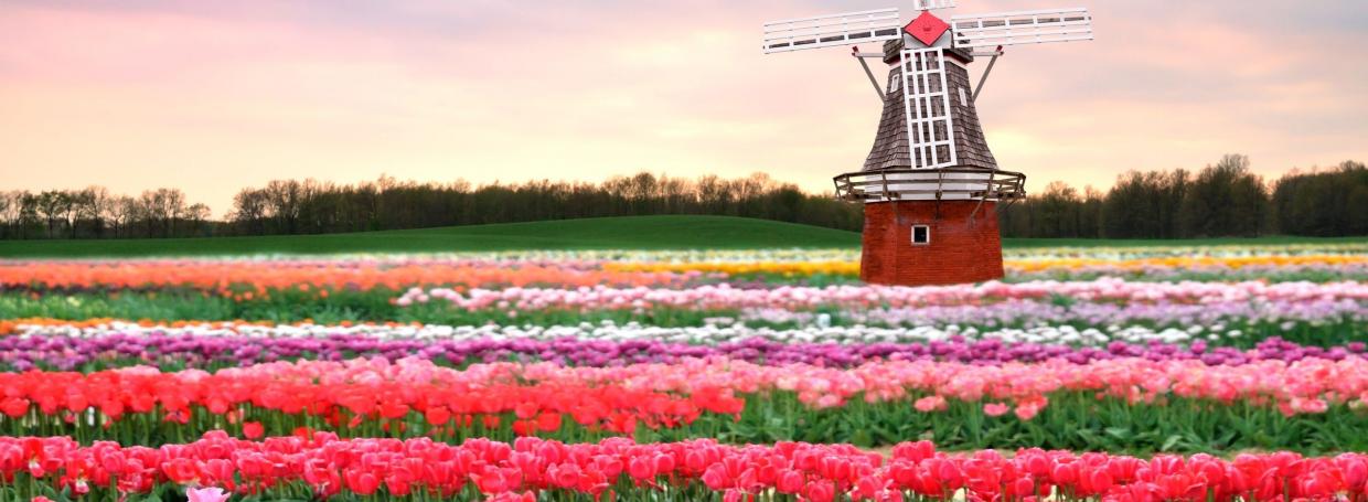 Love Seeing Fields of Flowers? Here are 7 Countries you Shouldn’t Miss